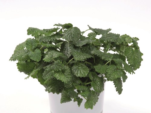 73384_Melissa officinalis_DSC1429_Hoehler